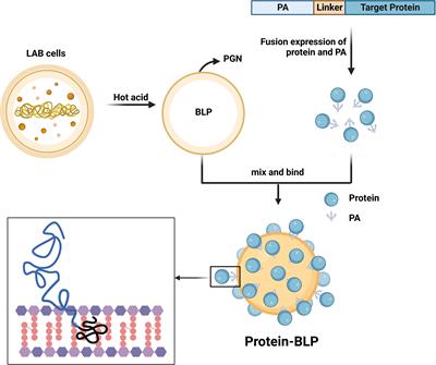 Bacterium-like particles derived from probiotics: progress, challenges and prospects